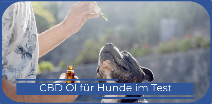 ACHTUNG ▷ CBD Öl für Hunde 2023!